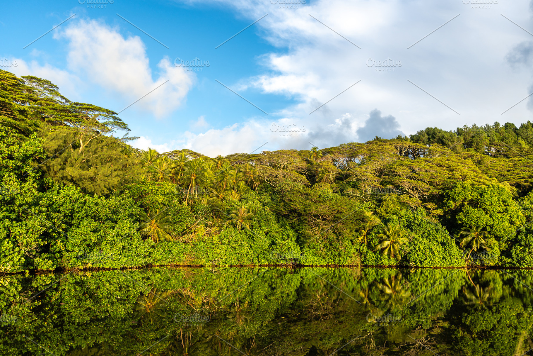 Lush Vegetation on Tahaa Island, French Polynesia, a Nature Photo by GoodGoods