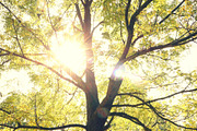 Walnut tree featuring tree, branches, and veins, an Abstract Photo by The Free Creatives (Thumbnail 2 of 2)