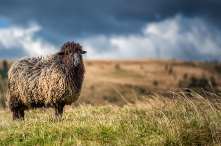 Mountain sheep grazing on pasture in autumn on mountain backgrou, an Animal Photo by Byrdyak