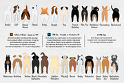 Dog Butts Bundle - Vector, PSD, PNG, an Illustration by VizualStorm (Thumbnail 2 of 4)