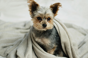 Puppy in a blanket containing puppy, dog, and yorkie, an Animal Photo by René Jordaan Photography