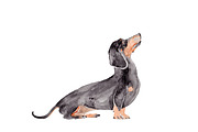 Dachshund Illustration Bundle, an Illustration by Foxery Digital (Thumbnail 2 of 7)