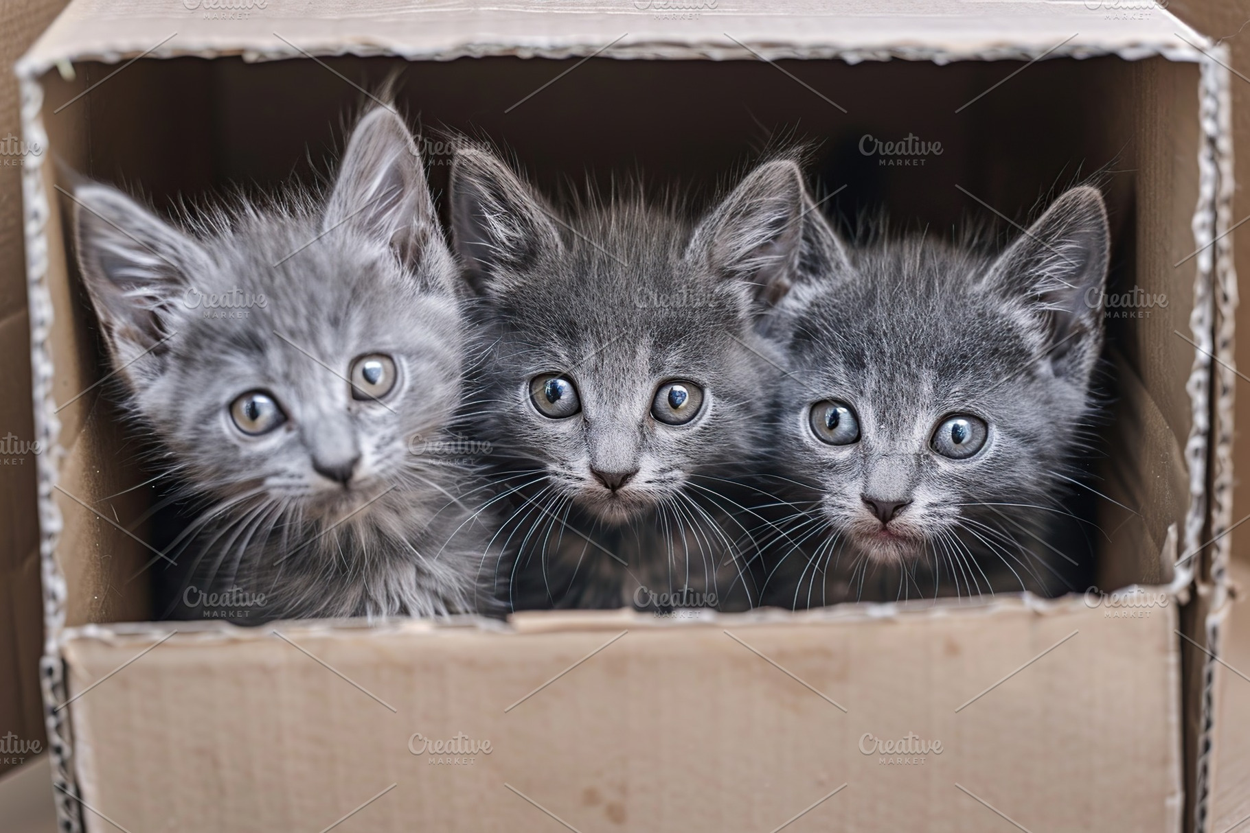 Little kittens in cardboard box, an Animal Photo by AlyaAnd