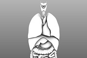 Human internal organs, a Characters & Person 3D Model by konstantin.ermolaev (Thumbnail 31 of 46)