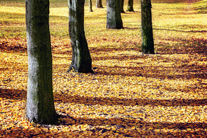 Tree trunks in autumn forest, a Nature Photo by BOOCYS