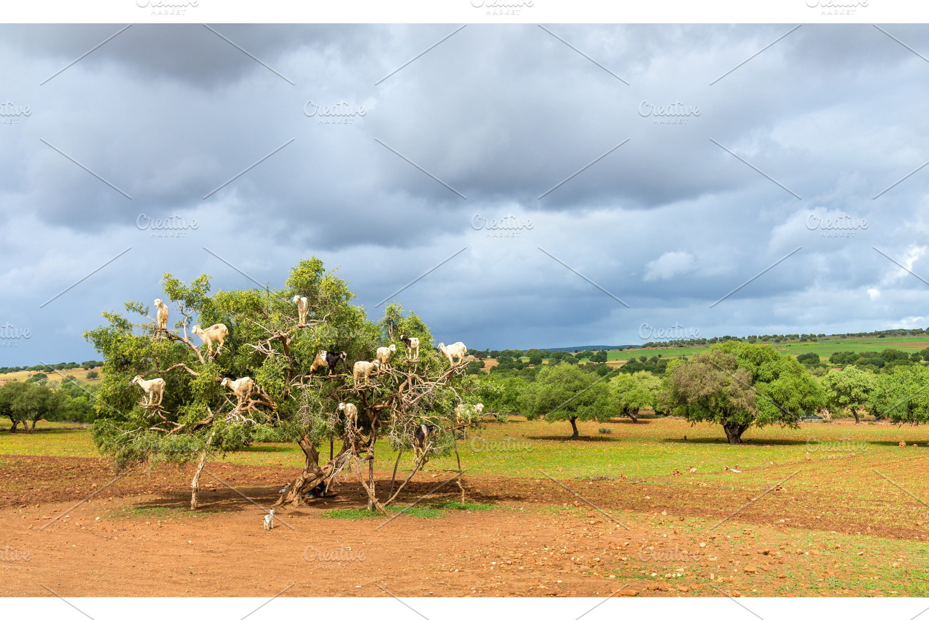 Goats graze in an argan tree morocco containing green, morocco, and goat, a Nature Photo by Leonid Andronov