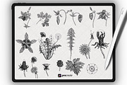 Procreate Floral Brushset Botanice, a Brush Add-On by Procreate Market (Thumbnail 4 of 7)