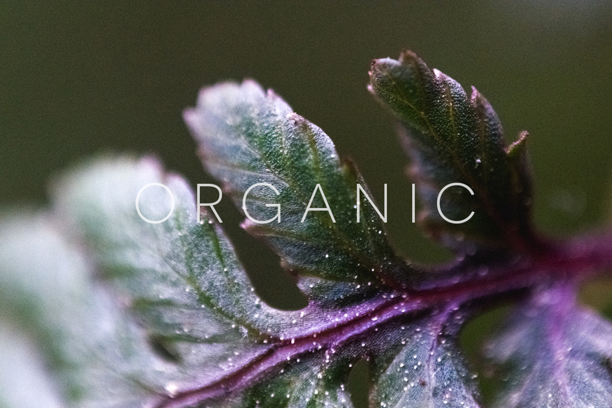 Organic | 20 Botanical Photos, a Nature Photo by Melanie Helena (Photo 16 of 20)