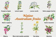 Australian Native fruits cliparts, an Illustration by FITALARTSNEDIGI (Thumbnail 3 of 7)