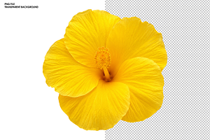 Bright Yellow Hibiscus Flower, a Nature Photo by Hamza067
