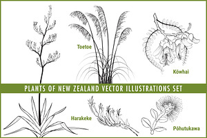 Plants of New Zealand Vector Set, an Illustration by Anna Repp Illustration