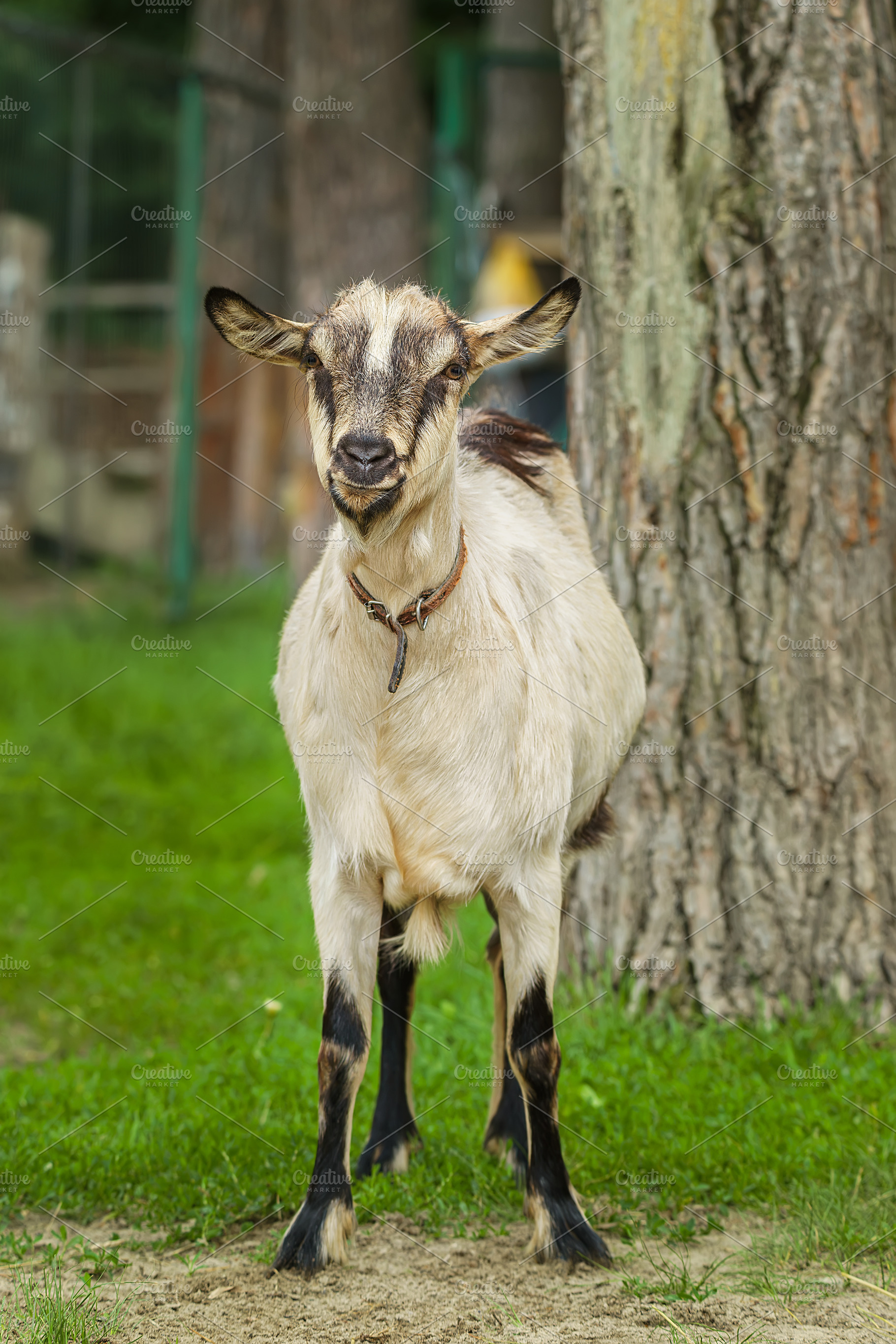 small goat in a field of wheat.., an Animal Photo by AlexBush