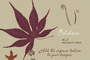 Oshibana Dried & Pressed Fall Leaves, an Object Graphic by Lana Elanor (Thumbnail 8 of 17)