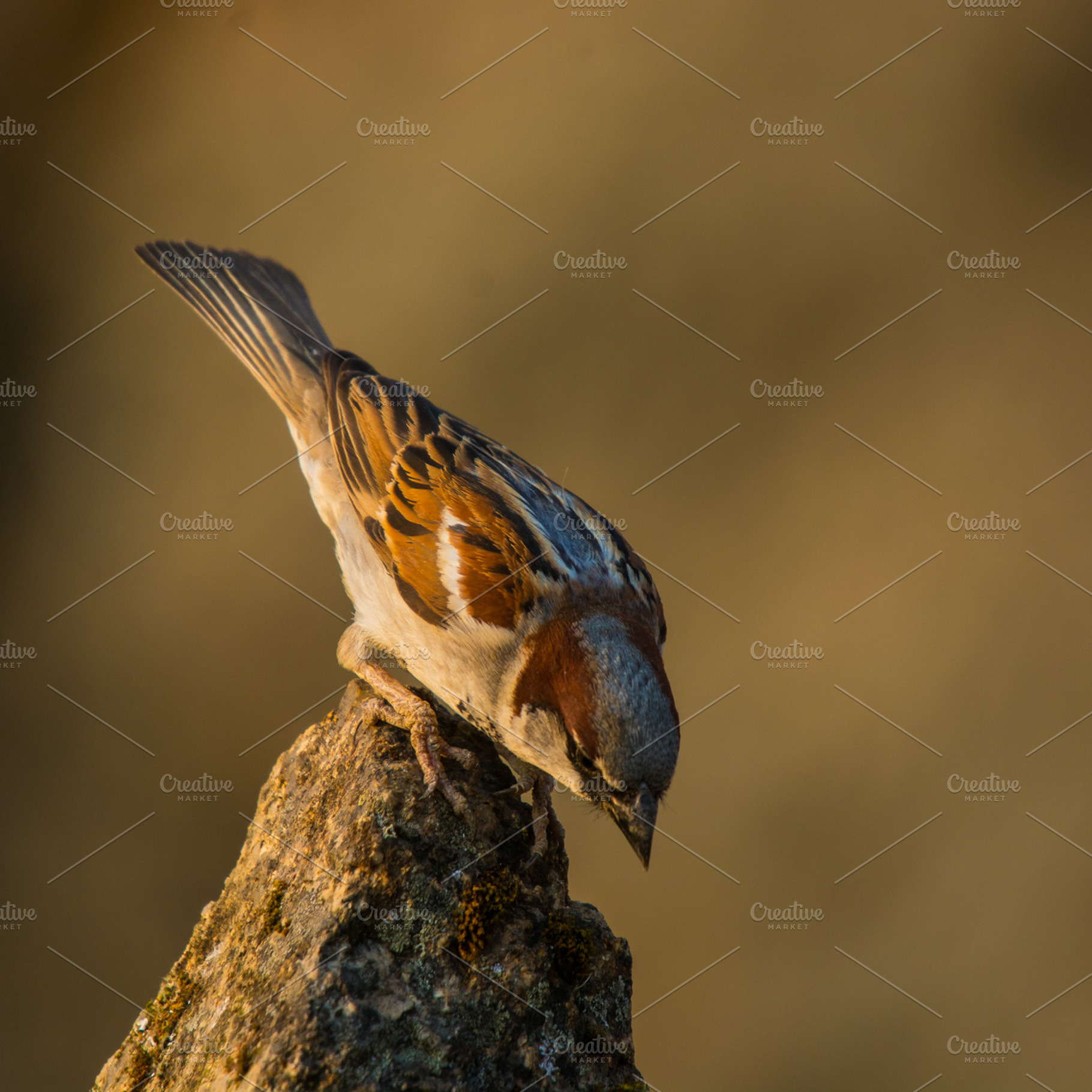 Passer domesticus containing passer domesticus, alone, and animal
