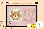 Exotic Shorthair Drawing Guide, a Brush Add-On by Artbykimmyw (Thumbnail 1 of 4)