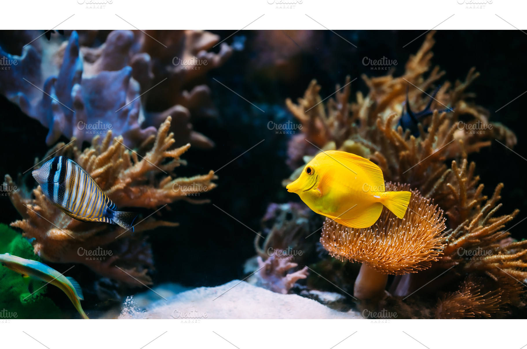 Pomacanthus navarchus blue angel sea, an Animal Photo by Our Amazing World