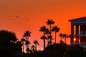 Sunset with palms in Cadiz, Spain.