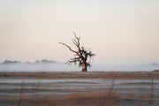 48 Dying Tree Images, a Nature Photo by h.utomo (Thumbnail 15 of 48)