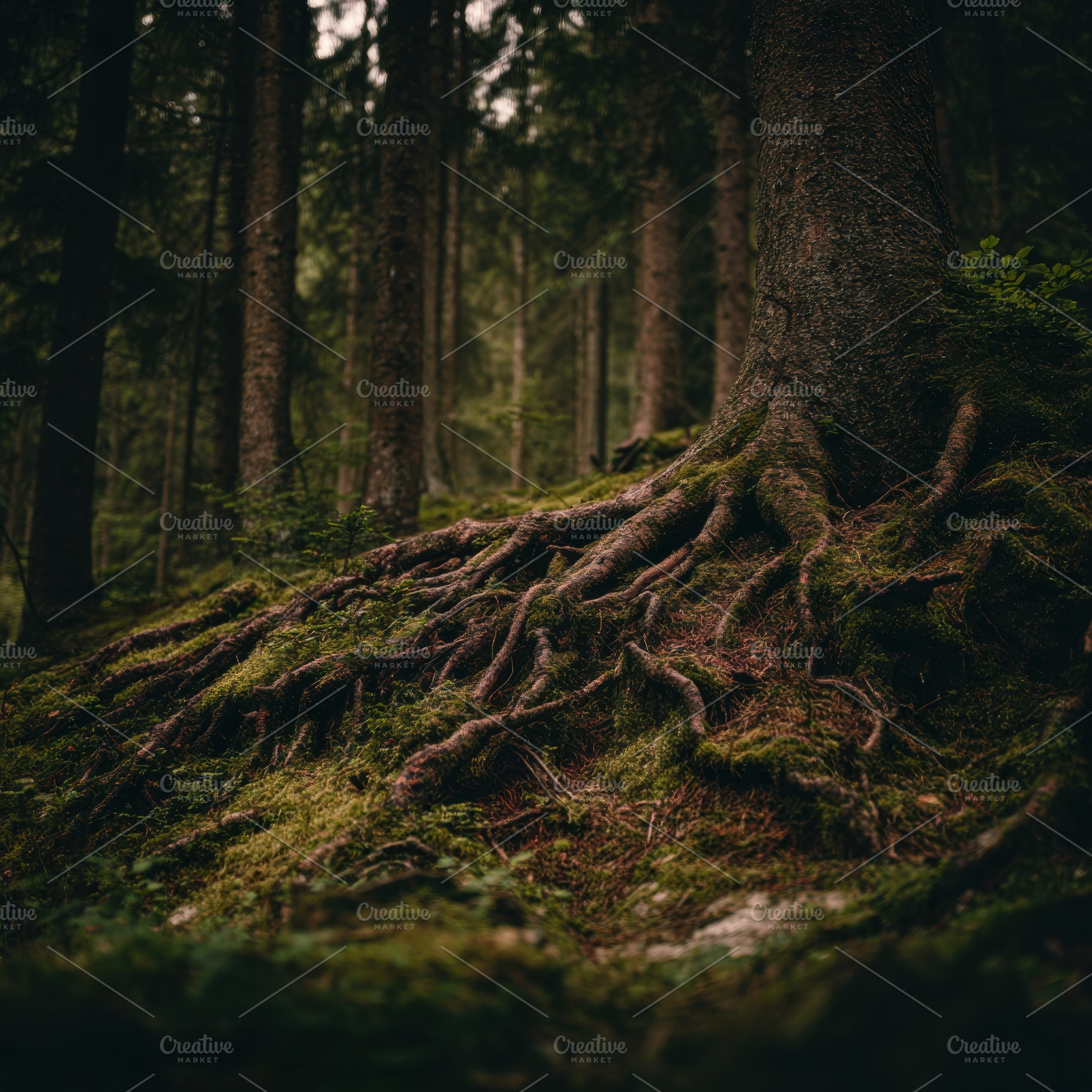 Crisscrossing Tree Roots, a Nature Photo by Virgo Studio