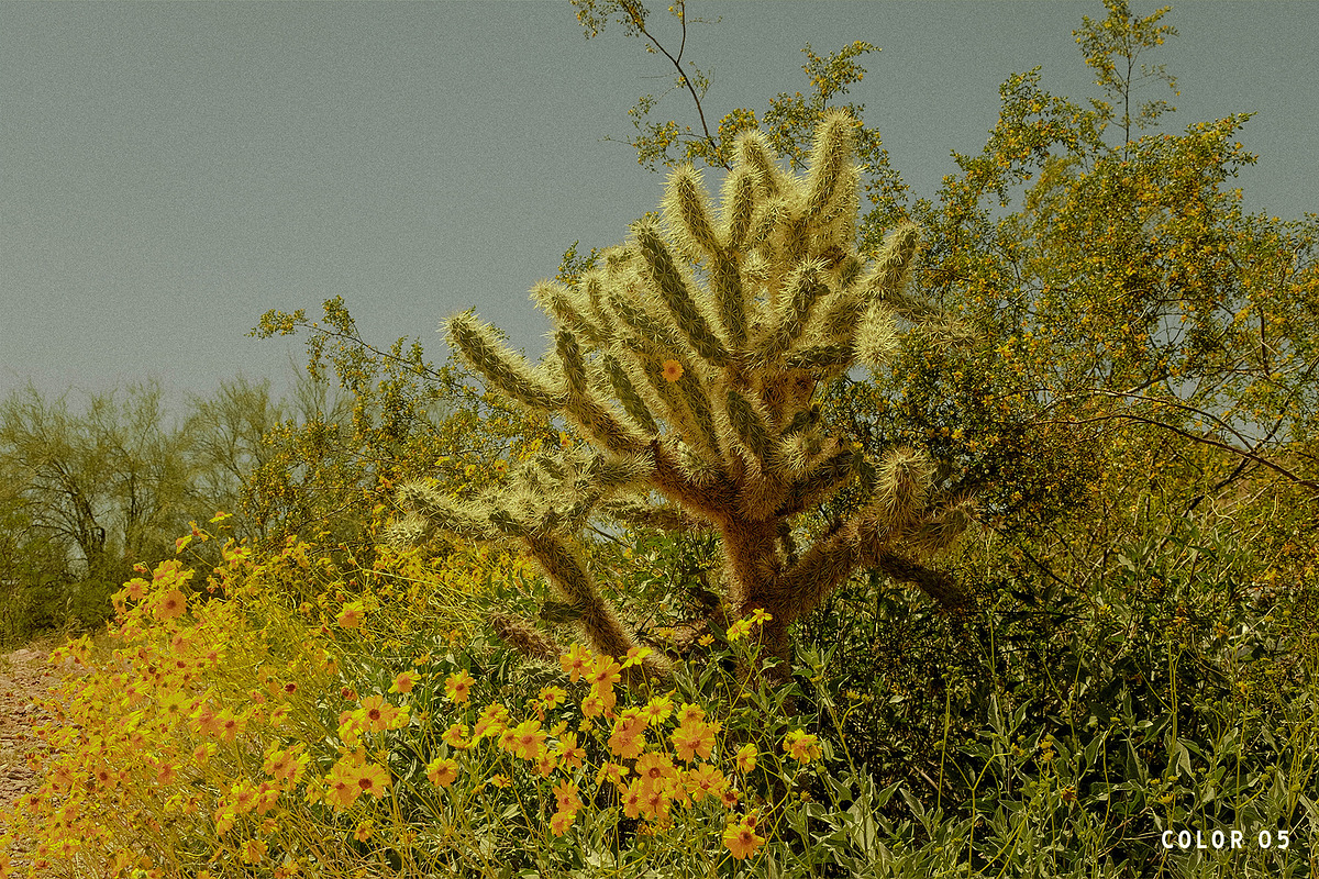 Dorado Lightroom Presets, a Brushes & More by Cactus Country (Photo 6 of 12)