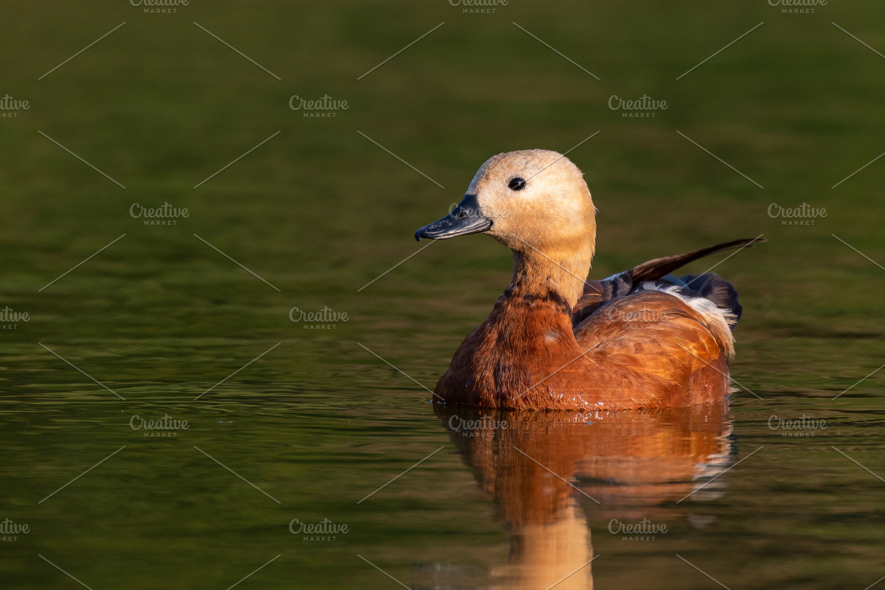 Ruddy shelduck single bird swims containing duck, ruddy, and shelduck, an Animal Photo by MriyaWildlife
