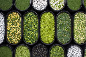 A close-up view from above of a, a Nature Photo by ZinetroN