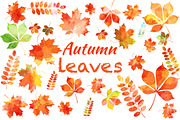 Set of autumn leaves+patterns., a Decorative Illustration by Della_Liner (Thumbnail 1 of 8)
