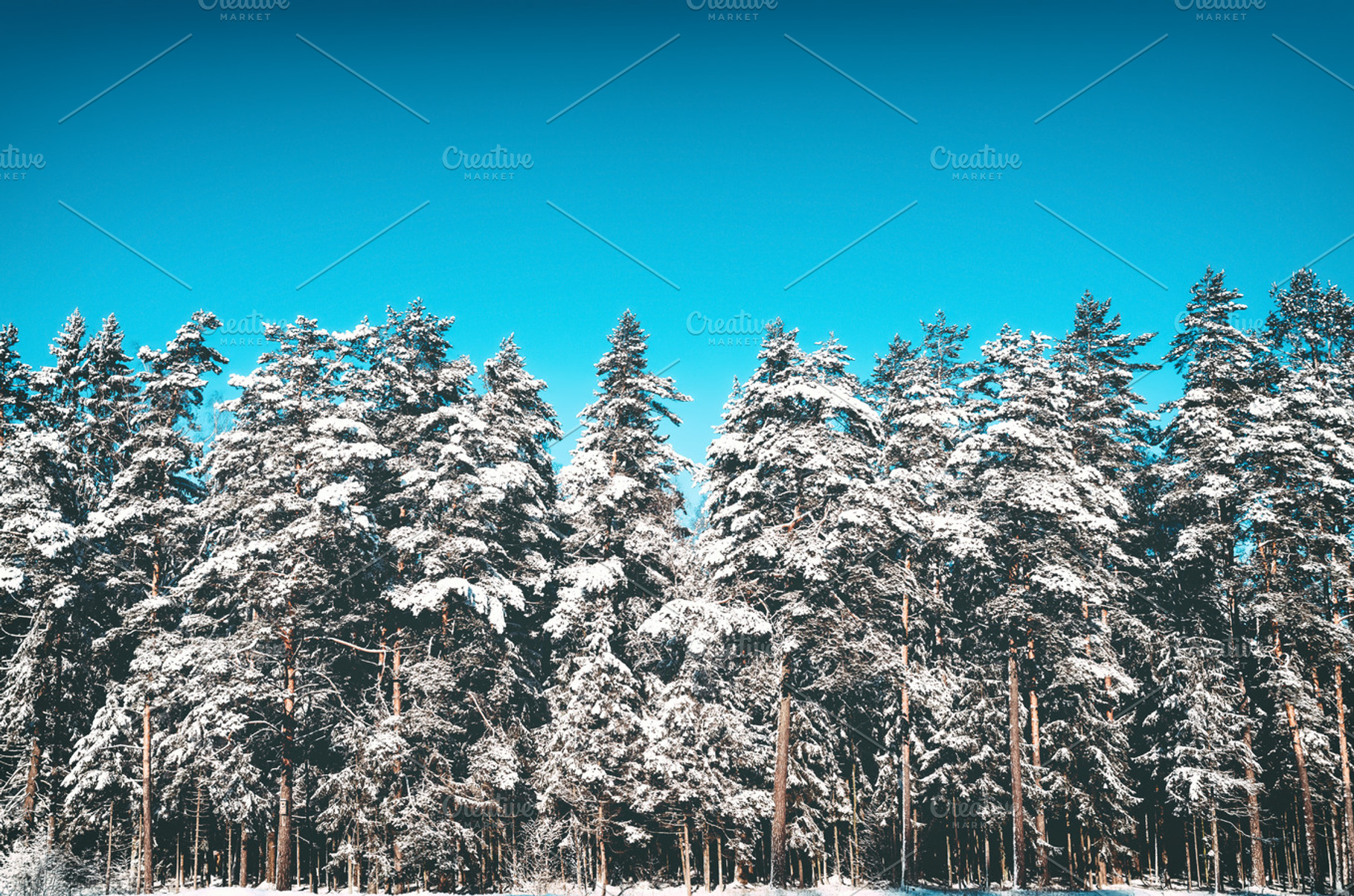 Winter forest landscape featuring forest, winter, and pine, an Abstract Photo by Juicy Photography