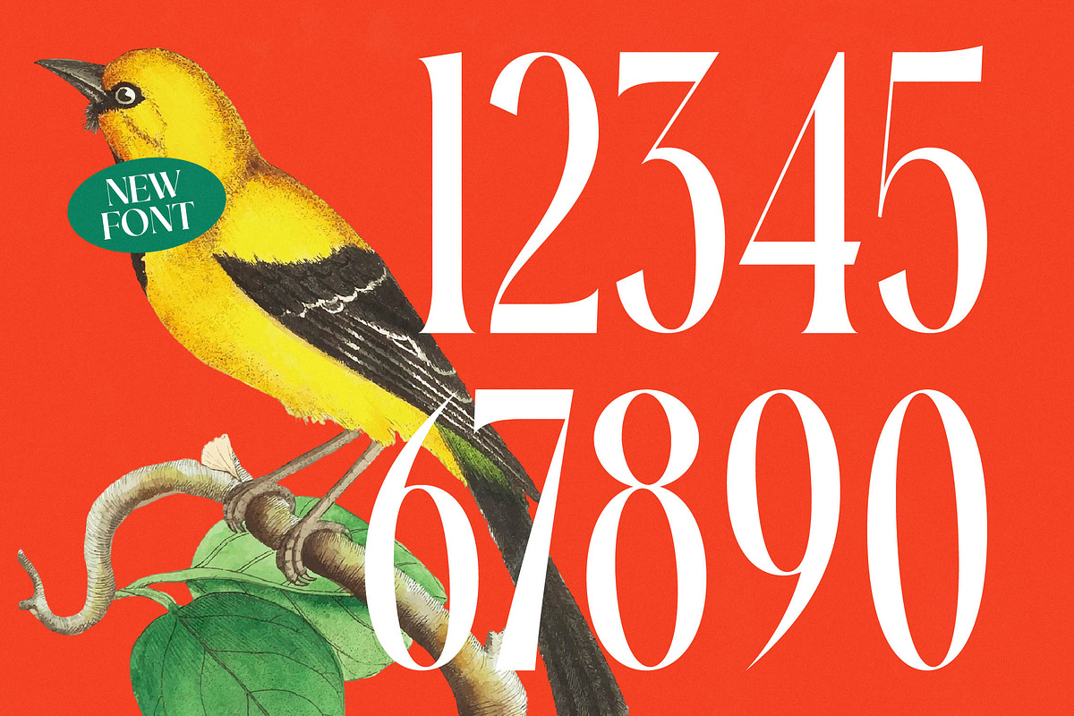 Silent Gingers Modern Serif Font, a Serif Font by timelesstype.co (Photo 9 of 20)