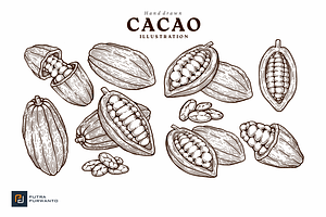 Hand Drawn Cacao Illustration