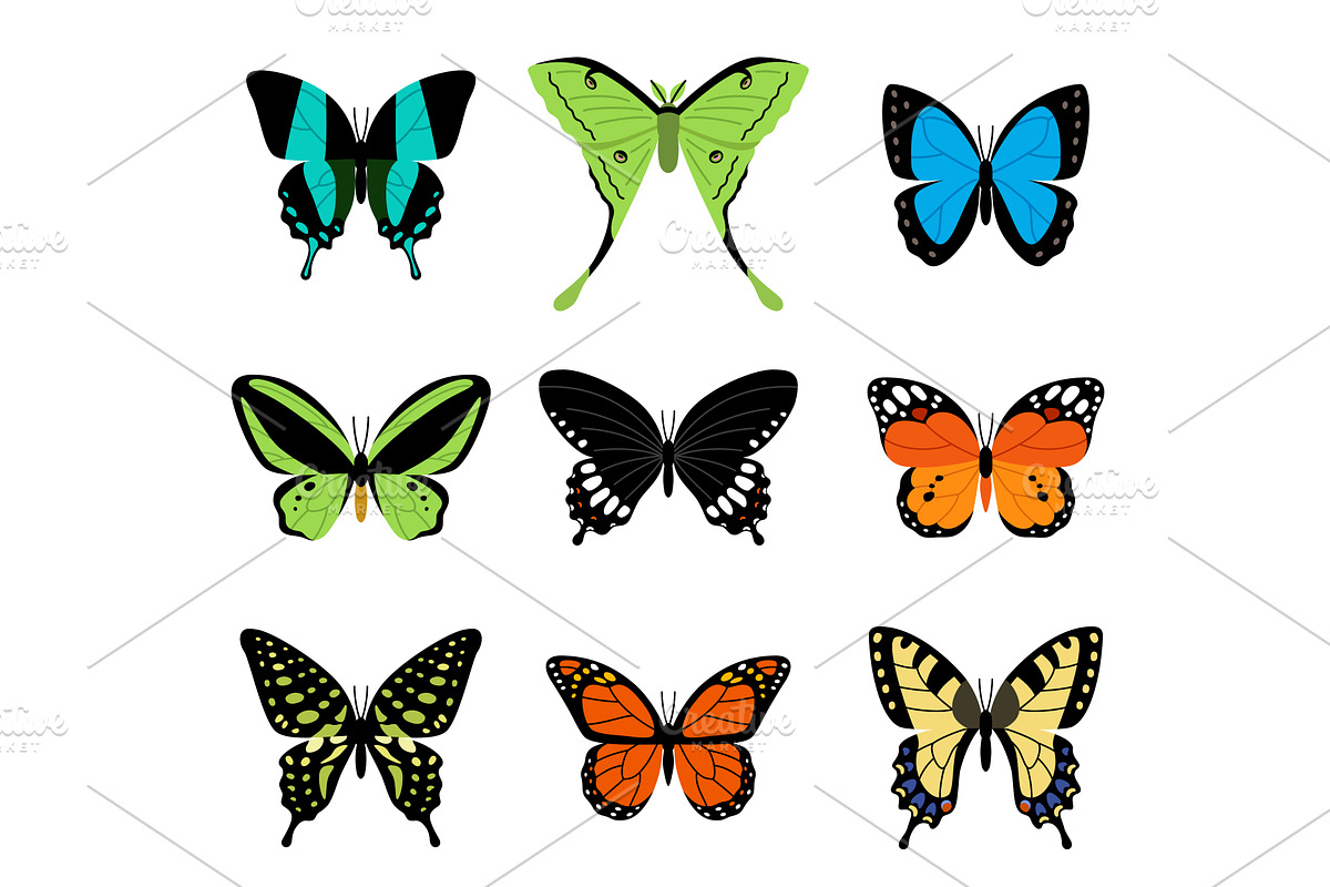 Tropical butterfly set icons, an Animal Illustration by kotoffei