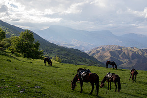 Saddled horses graze on a slope, an Animal Photo by Schreibikus