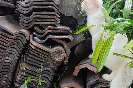 two cats, a Photo by Rhealea_Design