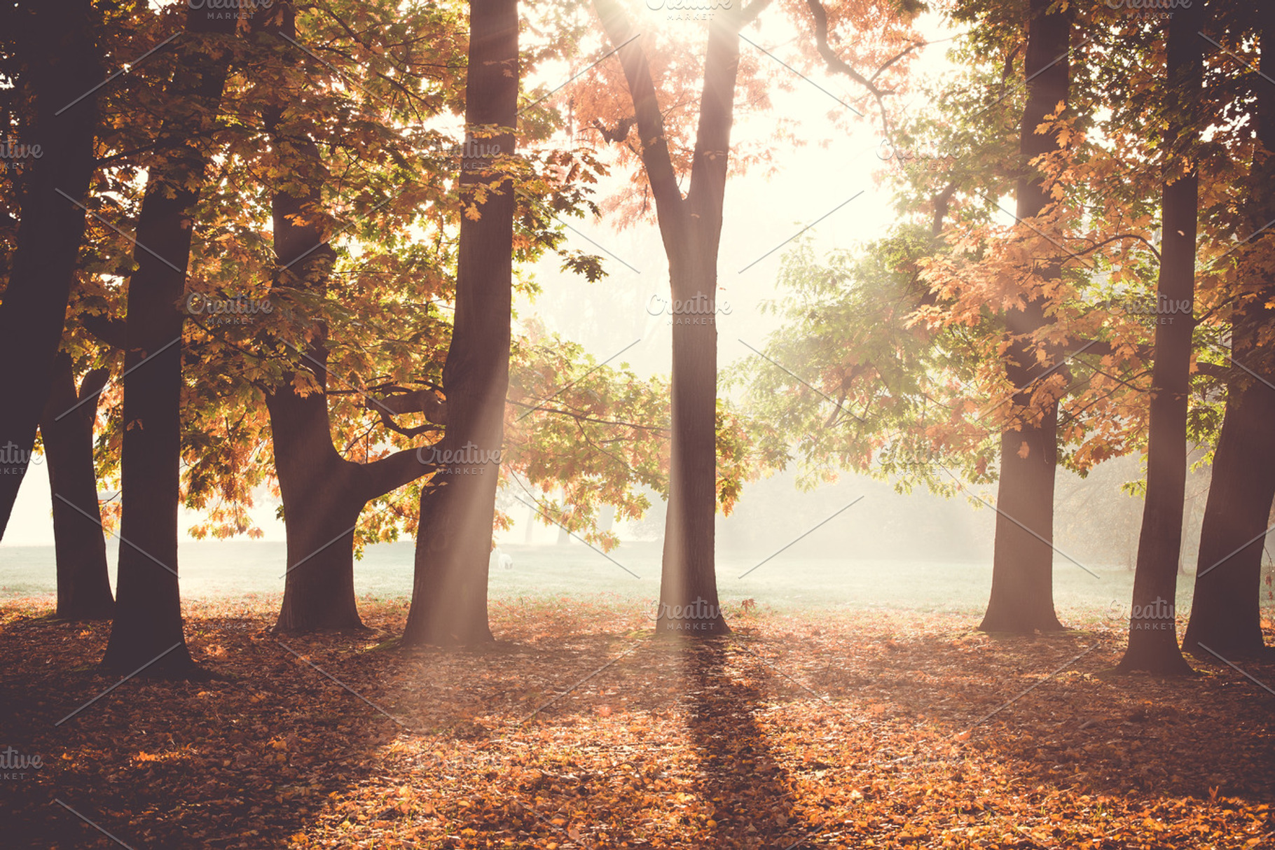 Early morning in the autumn forest, a Nature Photo by Juicy Photography