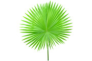 Palm Leaves Isolated, an Object Graphic by pixelworkz (Thumbnail 5 of 7)