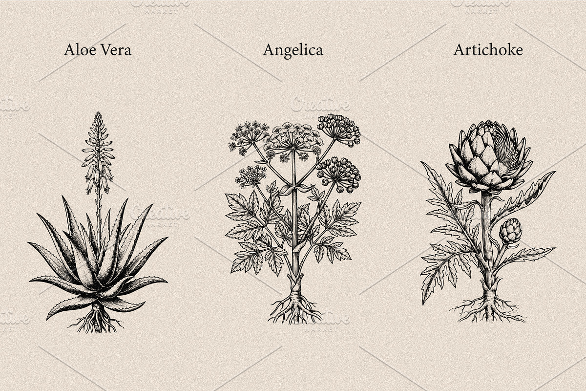 30 Medicinal Herbs & Plants, a Decorative Illustration by Gonez Studio (Photo 2 of 19)