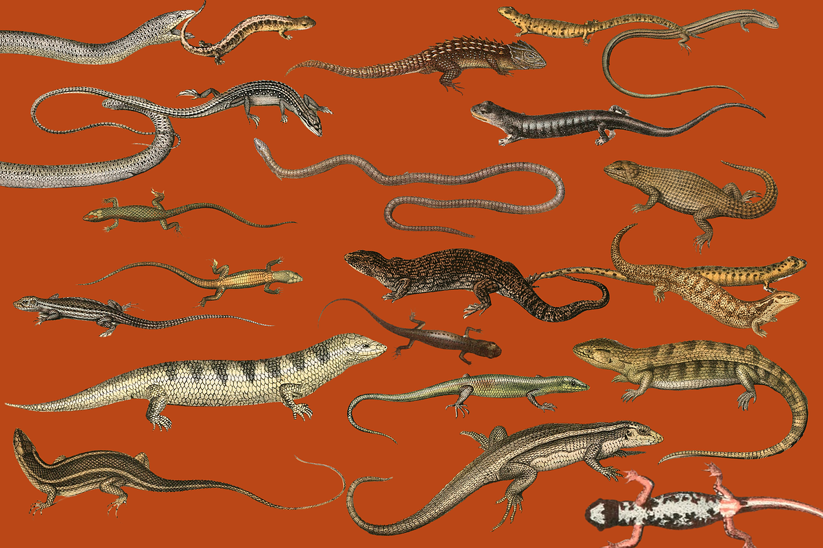 Vintage Vertebrate Animal Atlas, an Object Graphic by Lilithcollageart (Photo 10 of 14)