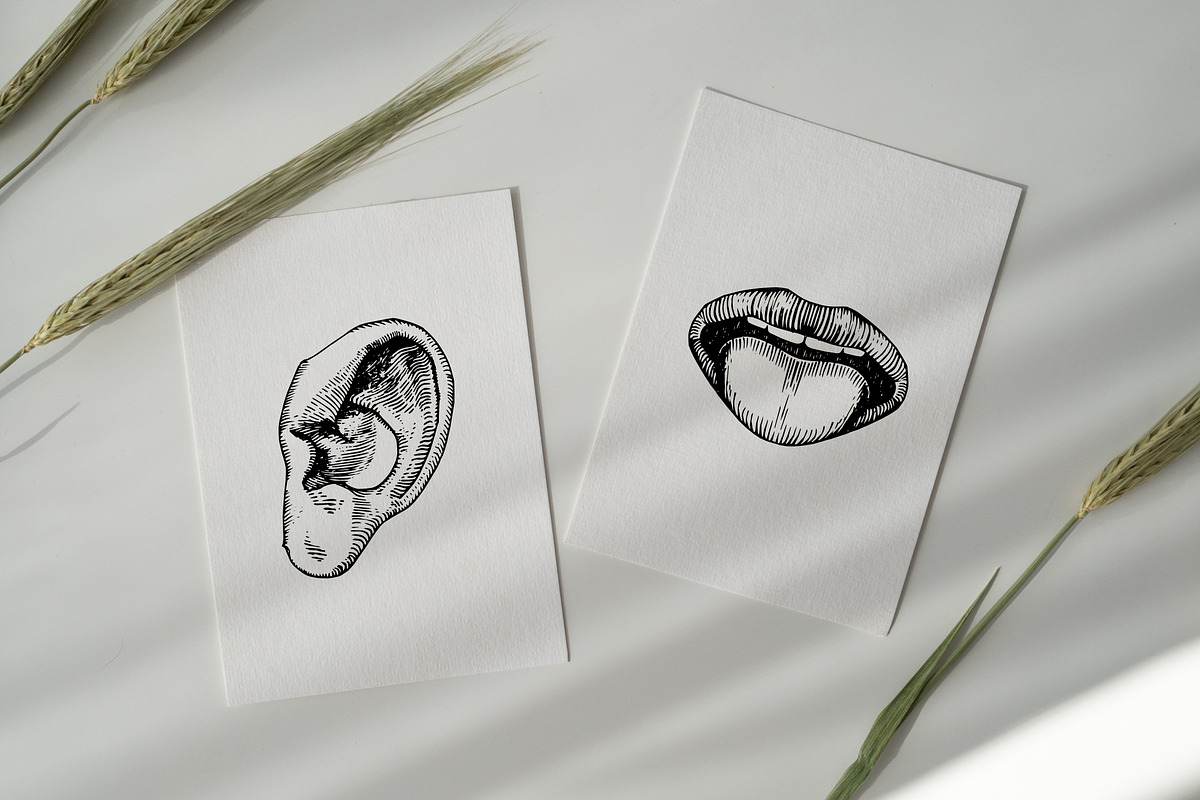 Five Human Senses Vintage Collection, an Object Illustration by Chewie Co (Photo 7 of 8)