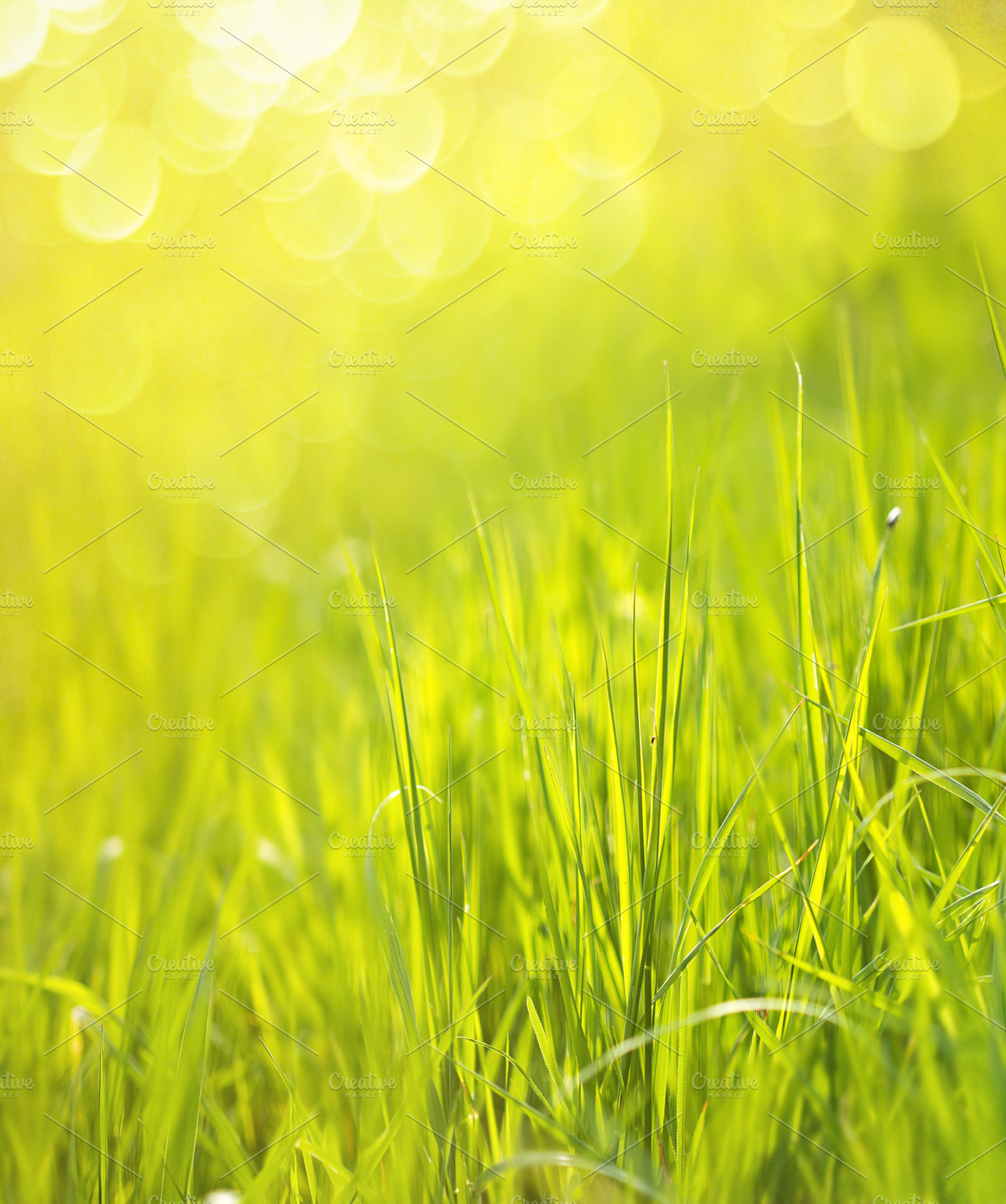 Sunny Spring Green Grass Background