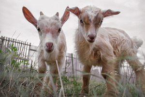Goats featuring goat, goat head, and nice