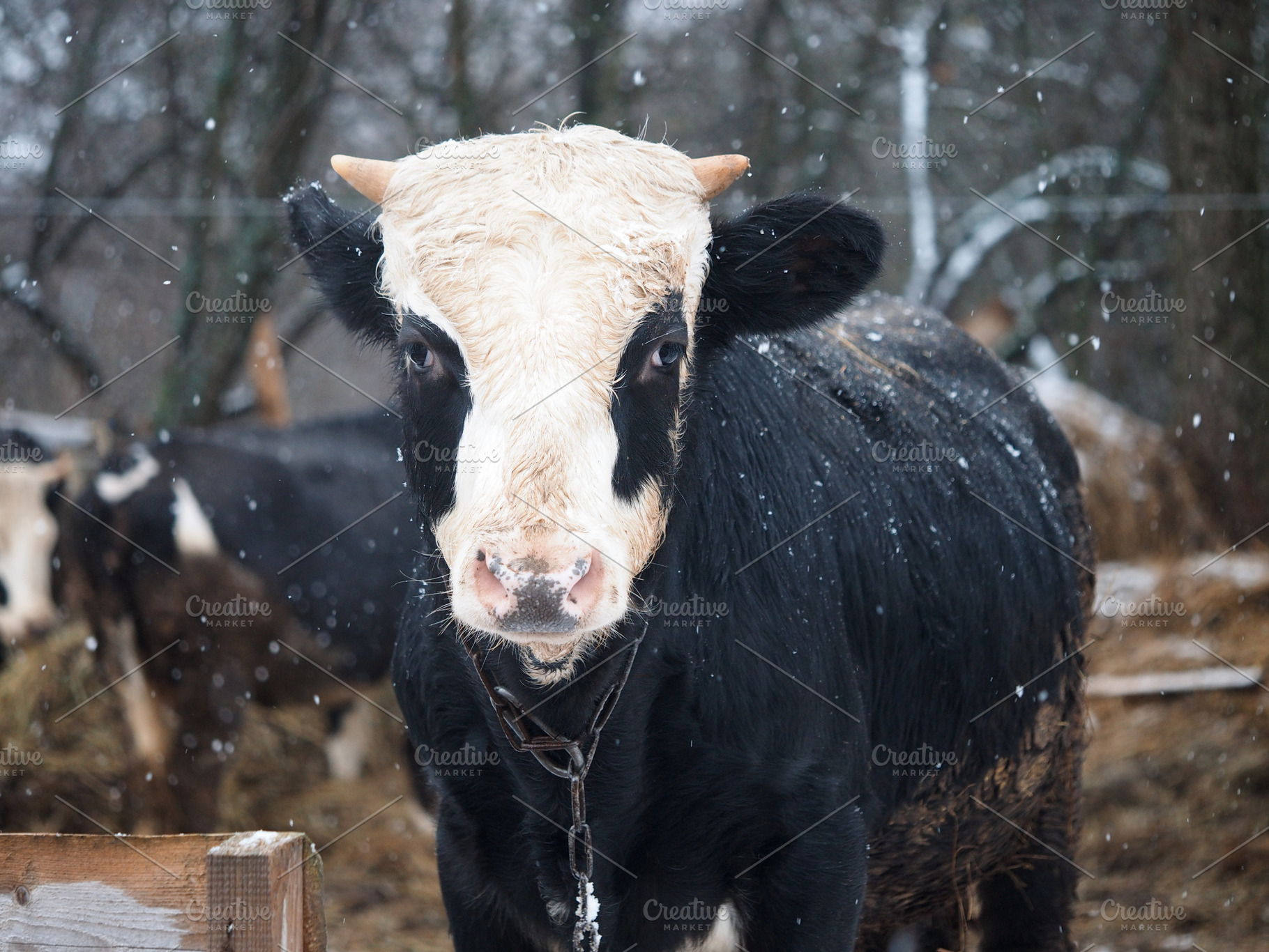 Bull under the snow, an Animal Photo by Kozorog