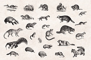 Wild Animals Engravings, an Object Graphic by Graphic Goods (Thumbnail 5 of 9)