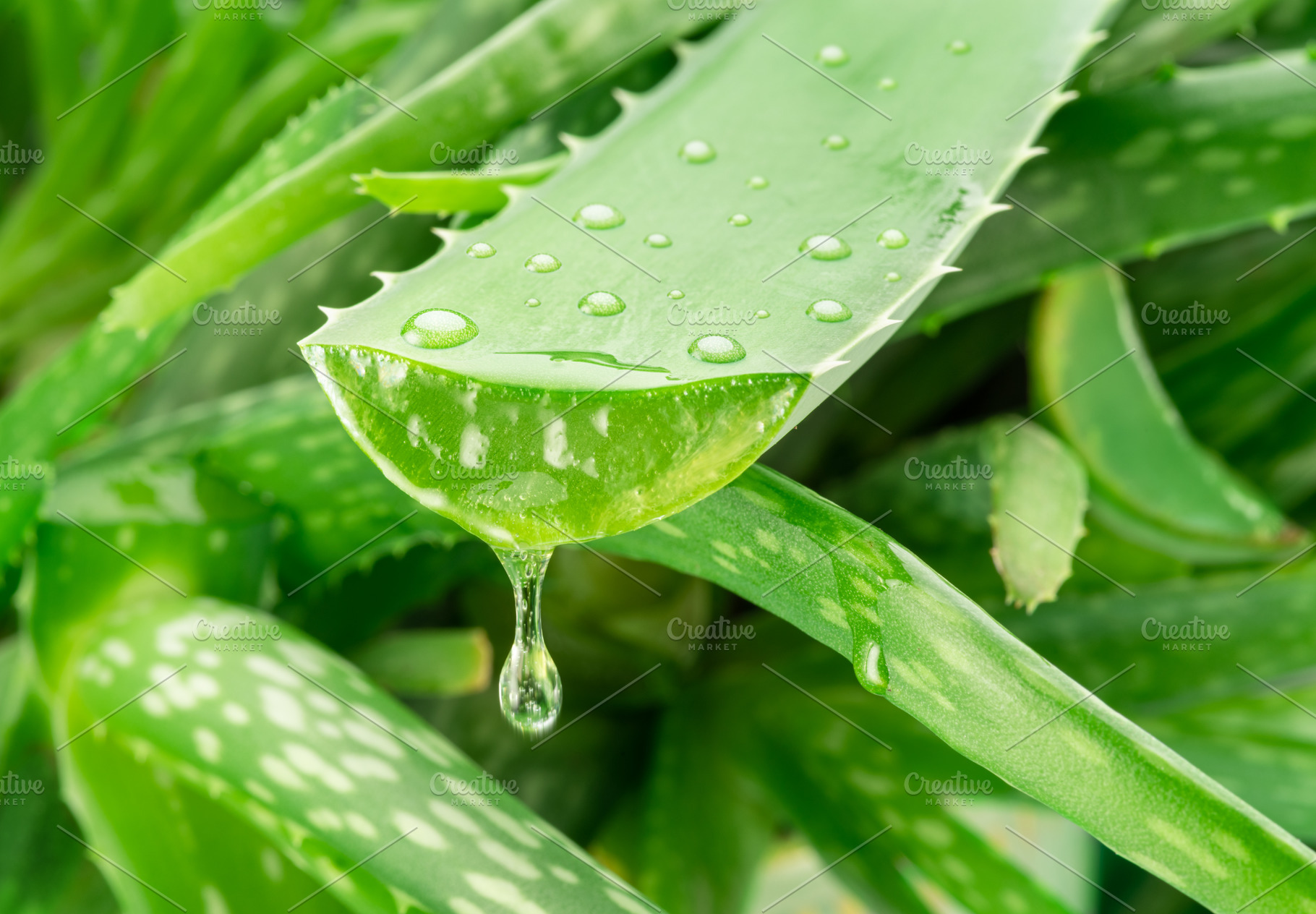 Aloe gel dropping from fresh aloe vera leaf cut. Aloe Vera plant, a Food & Drink Photo by Volff