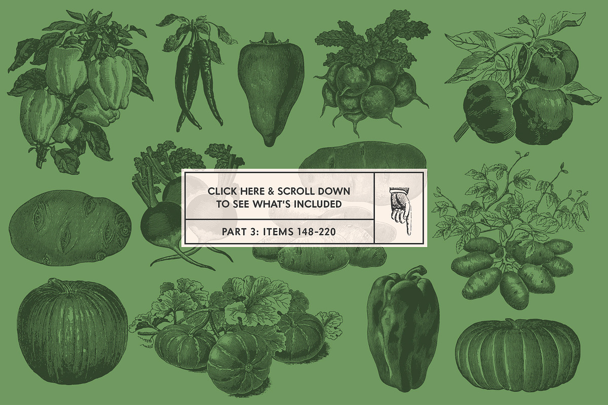 220 Vintage Vegetable Illustrations, a Food Illustration by Graphic Goods (Photo 11 of 12)