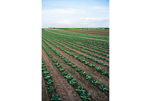 Wide cabbage field with repeating, an Industrial Photo by volodymyrshtun13795
