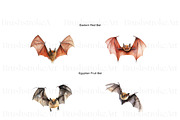 Watercolor Bat Clipart, Cute Bat PNG, an Animal Illustration by BrushstrokeArtGB (Thumbnail 3 of 9)