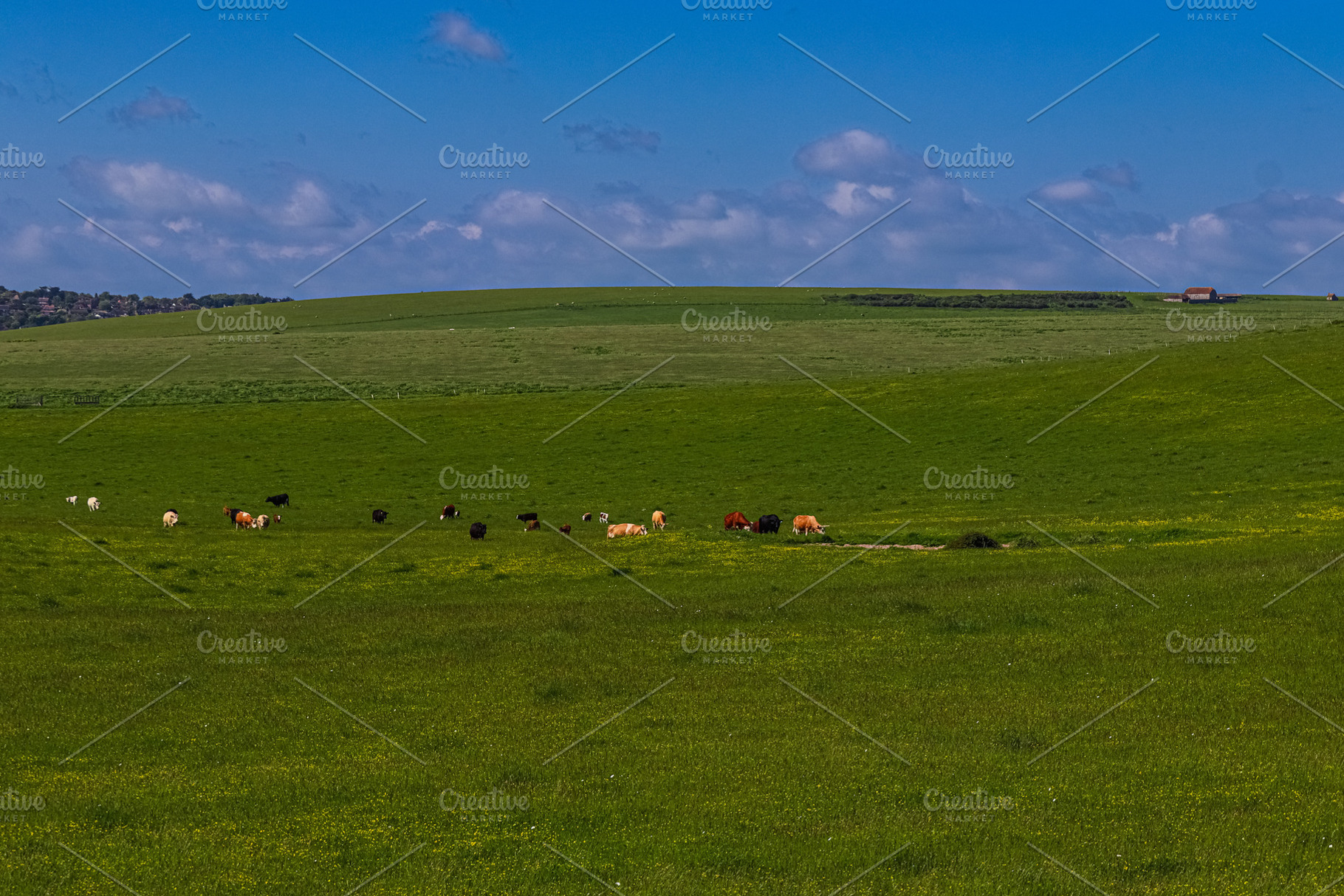 Herd of cattle grazing on lush green pasture under a blue sky, agricultural lan, a Photo by Studio ANNA