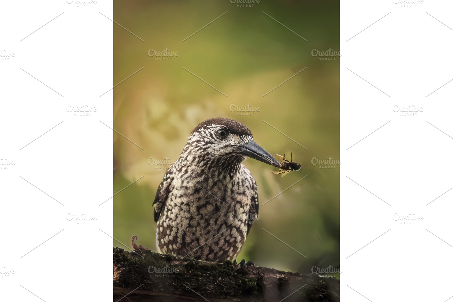 Portrait of spotted nutcracker bird, an Animal Photo by Fascinadora