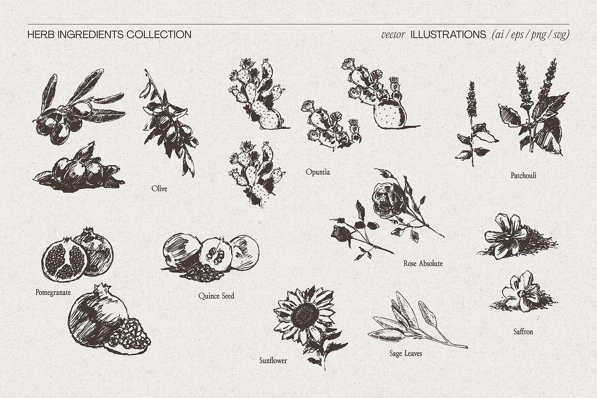 Botanical Herb Ingredients, a Healthcare Illustration by TheMountBirdStudio (Photo 9 of 10)