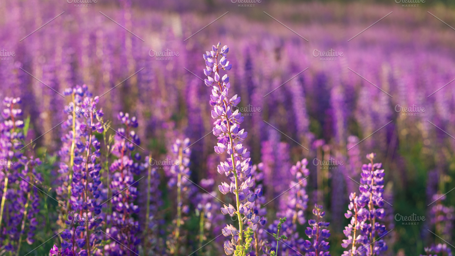 Field of blooming purple lupine background, a Nature Photo by PavelKant